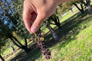 Vendanges mildiou vigne